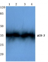 AP06675PU-N - ATF7