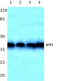 AP06680PU-N - ATF1