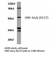 AP06689PU-N - HNF4 alpha / TCF14