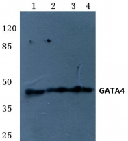 AP06693PU-N - GATA4