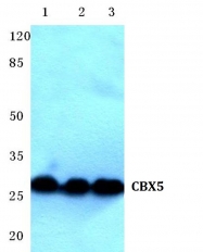 AP06694PU-N - CBX5