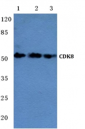 AP06697PU-N - CDK8