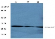 AP06718PU-N - CD137 / TNFRSF9