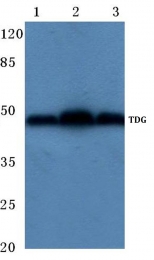 AP06727PU-N - TDG
