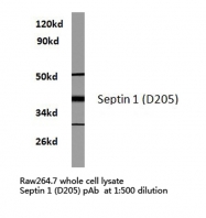AP06746PU-N - Septin-1 (SEPT1)