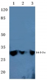 AP06766PU-N - 14-3-3 protein epsilon