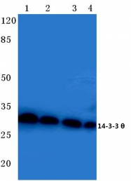 AP06768PU-N - 14-3-3 protein theta