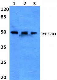 AP06773PU-N - CYP27A1