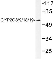 AP06776PU-N - CYP2C8