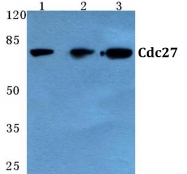 AP06780PU-N - CDC27