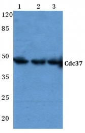 AP06781PU-N - CDC37