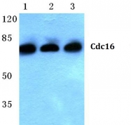 AP06782PU-N - CDC16 / APC6