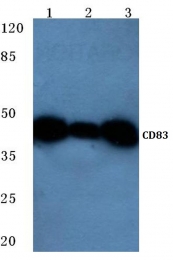 AP06784PU-N - CD83