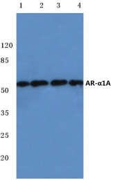 AP06787PU-N - Alpha-1A adrenergic receptor / ADRA1A