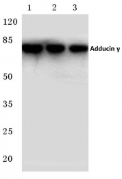 AP06788PU-N - Gamma-adducin (ADD3)