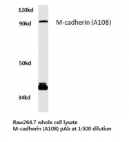 AP06795PU-N - Cadherin-15