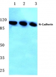 AP06797PU-N - Cadherin-2