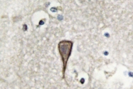AP06797PU-N - Cadherin-2