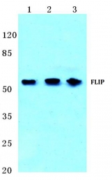 AP06808PU-N - CFLAR / Casper / I-FLICE