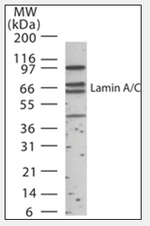 AP07184SU-N - Lamin-A/C (LMNA)