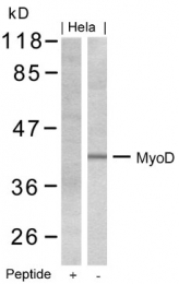AP07427PU-N - MYOD1