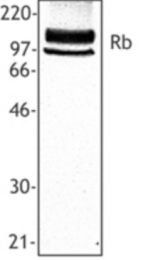 AP07439PU-N - Retinoblastoma-associated protein / RB1