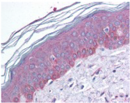 AP07478PU-S - Tuberin / TSC2