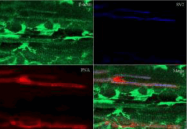 AP07540PU-N - Actin beta / ACTB