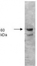 AP07542PU-N - Alkaline phosphatase / ALPI / IAP