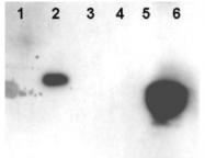 AP07722PU-N - HMGN1