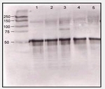 AP07808SU-N - Angiopoietin-1