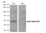 AP08003PU-S - TP53 / p53
