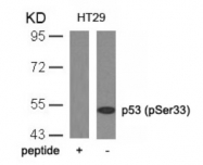 AP08003PU-S - TP53 / p53