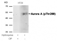 AP08036PU-S - Aurora kinase A