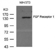 AP08061PU-N - FGFR1
