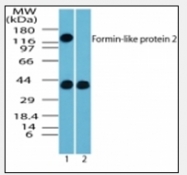 AP08299PU-N - Formin-like protein 2
