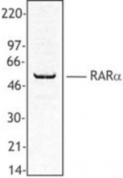 AP08347PU-N - RAR-alpha / RARA