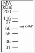 AP08427PU-N - IAP2 / BIRC2