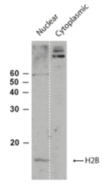 AP08442PU-N - Histone H2B