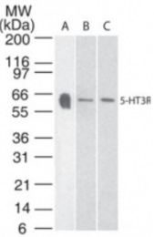 AP08449PU-N - Serotonin receptor 3A (HTR3A)