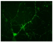 AP08743PU-N - Synapsin-1