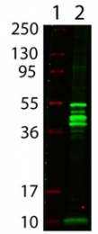 AP09126PU-N - Maltose Binding Protein Tag / MBP-Tag