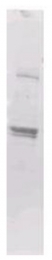AP09126PU-N - Maltose Binding Protein Tag / MBP-Tag