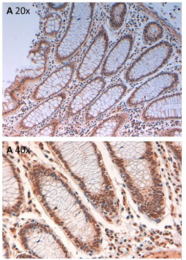 AP09251PU-N - Aurora kinase B