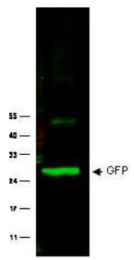 AP09343PU-N - GFP