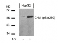 AP09458PU-N - CHK1