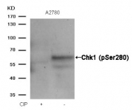 AP09458PU-N - CHK1