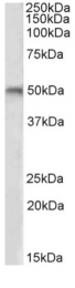 AP09613PU-N - Beta-1 adrenergic receptor