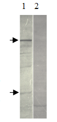 AP09965PU-N - Dopamine D2 receptor
