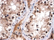 AP10059PU-N - FOXI1 / FKHL10